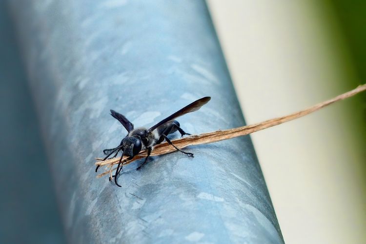 wespen vertreiben nestbau stahlrohr stroh tragen baumaterial schwarze wespe