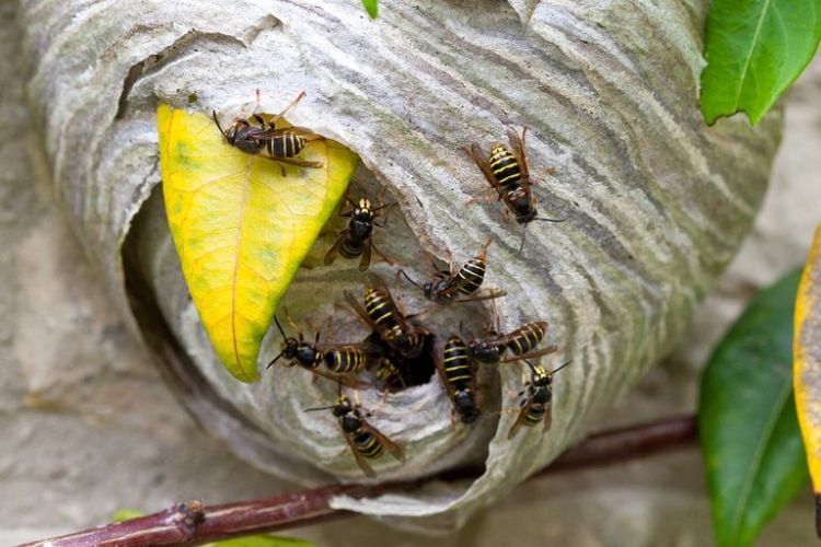 wespen vertreiben stofftasche nest entfernen am boden