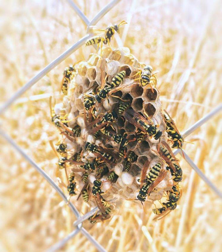 wespen vertreiben wespennest am zaun