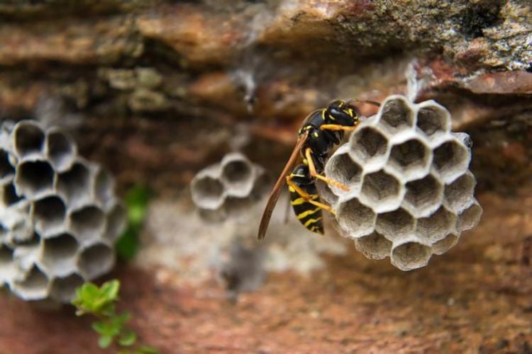 wespen vertreiben wespennest klein frühlingsmonate papiernest