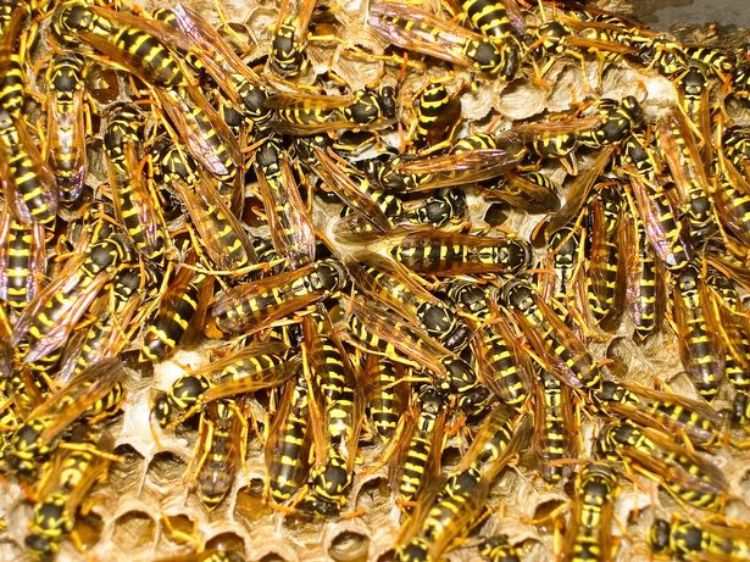 wespen vertreiben wespennest vernichten groß kolonie sommermonate