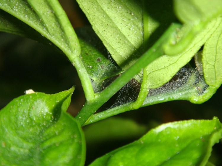 zitronenbaum krankheiten schädlinge überwintern spinnmilben