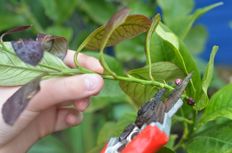 zitronenbaum schneiden pflege dünne beschädigte triebe