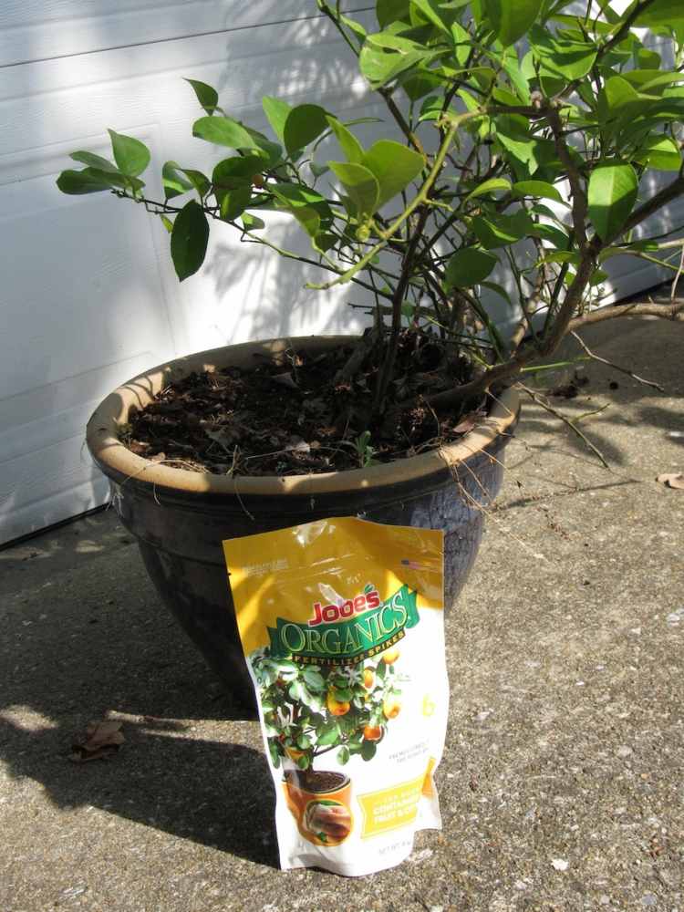 zitronenbaum zimmerpflanze düngen pflegen erde nährstoffe