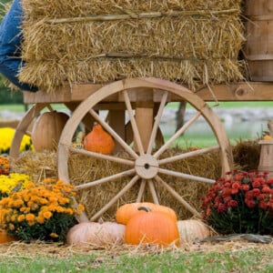 Herbstdeko im Garten mit Strohballen, Chrysanthemen und Wagenrad