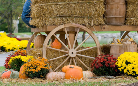 Herbstdeko im Garten mit Strohballen, Chrysanthemen und Wagenrad