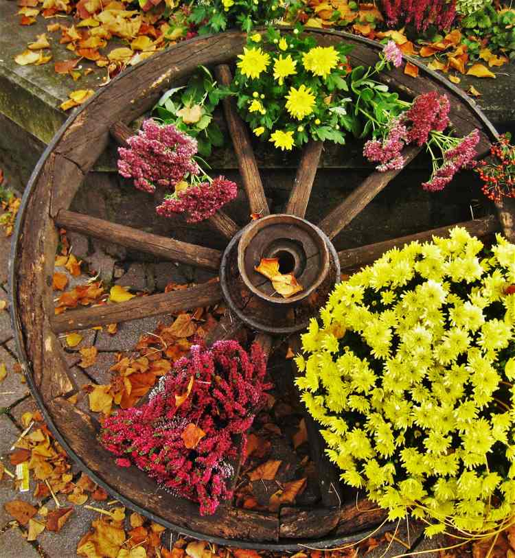 Herbstdeko mit Wagenrad Blumen Eriken Heidekraut Chrysanthemen