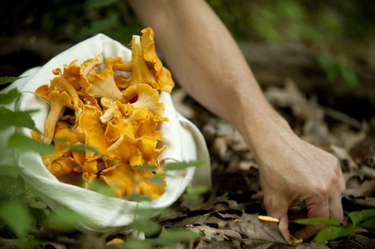 essbare pilze waldpilze pfifferlinge sammeln beta carotin buttriger geschmack