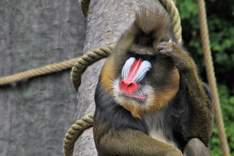 gesichtsmalerai körperbemalung affe baboon wildes tier buntes gesicht