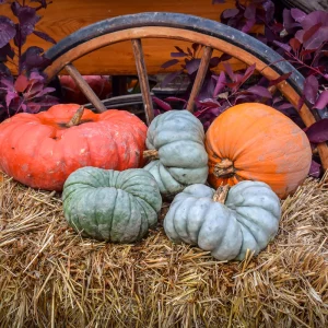 Herbstdeko mit Wagenrad für drinnen und draußen mit Stroh, Kürbissen und Blumen