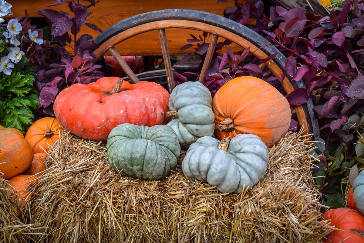 Herbstdeko mit Wagenrad für drinnen und draußen mit Stroh, Kürbissen und Blumen