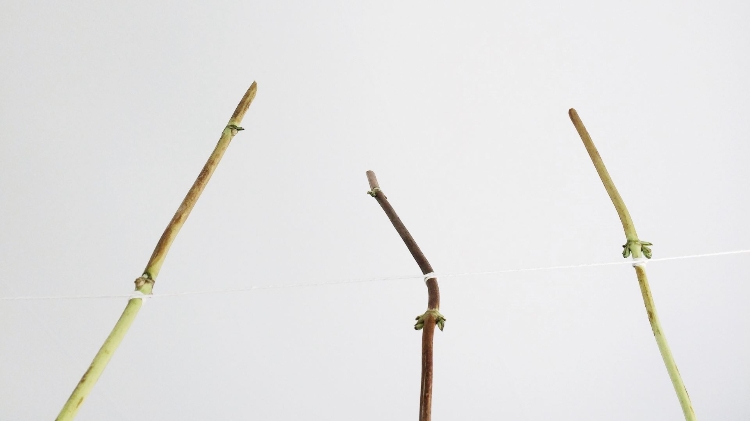 hortensien trocknen anleitung aufhängen