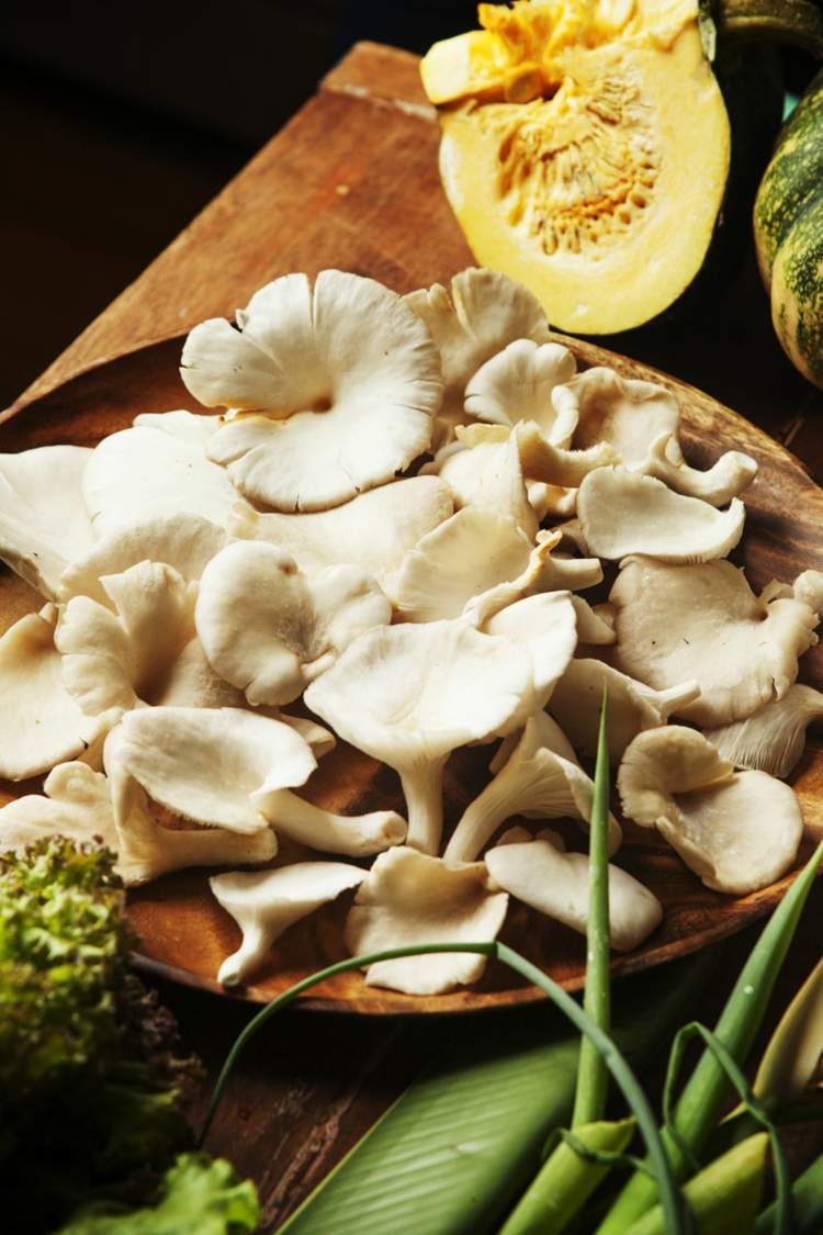 low carb zubereitung vielseitig essbare pilze austernpilze eiweißreich