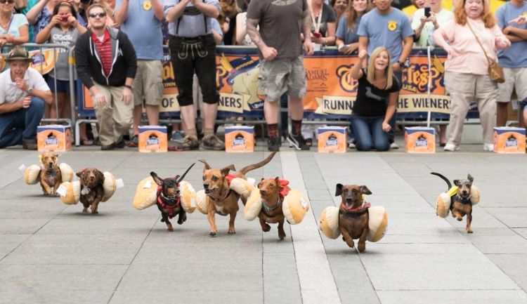 oktoberfest feiern cincinnati wettbewerb wettkampf hunde dachshund dackel als hotdog kostüm rennen