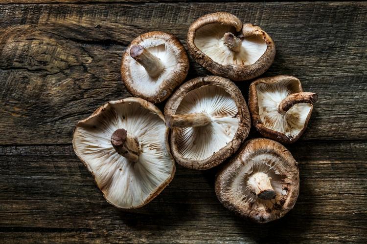 shiitake pilze essbar frisch gesund wertvolle inhaltsstoffe