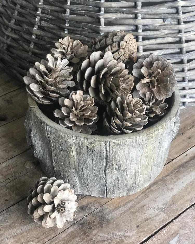 gebleichte tannenzapfen als dekoration für herbst und winter