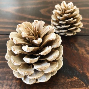 gebleichte weiße tannenzapfen als dekoration für herbst und winter