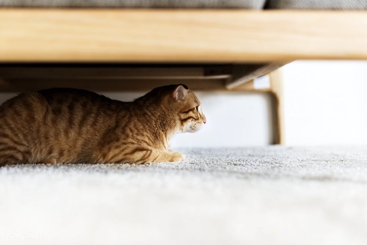 heller Teppichboden im Schlafzimmer Katze unter dem Bett versteckt