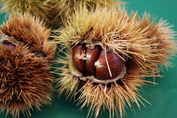 maronen nährwerte gesund vitaminen gesundheit