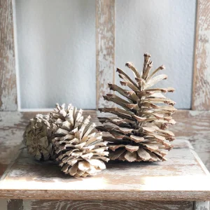 tannenzapfen als dekoration für herbst und winter bleichen