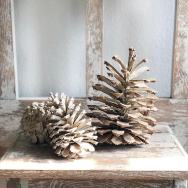 tannenzapfen als dekoration für herbst und winter bleichen
