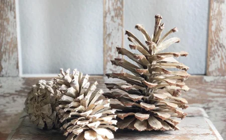 tannenzapfen als dekoration für herbst und winter bleichen
