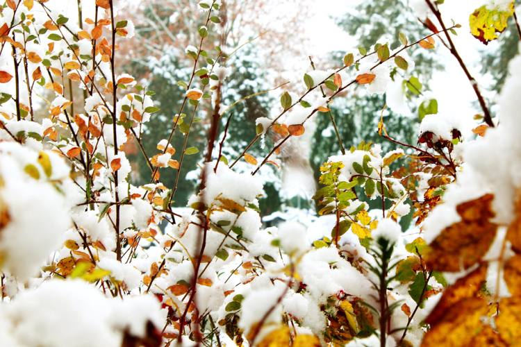Gartenstrauch mit Herbstkleid von Schnee überrascht