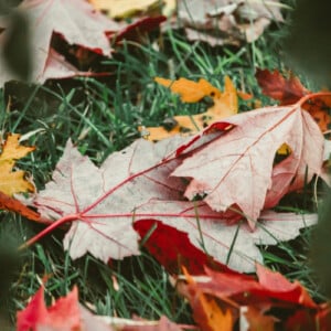 Herbstlaub über dem grünen Rasen regelmäßiges Harken