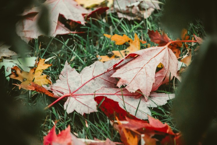 Herbstlaub über dem grünen Rasen regelmäßiges Harken