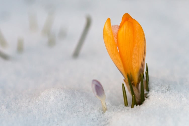 neue Pflanzenzwiebeln und -samen im herbst einsetzen Krokus im Schnee blühend