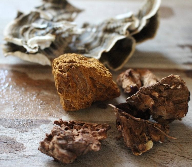 reishi pilz kaufen ganoderma lucidum kaffee heilpilze gesundheitliche vorteile pilz stücke trocken kochen hinzufügen