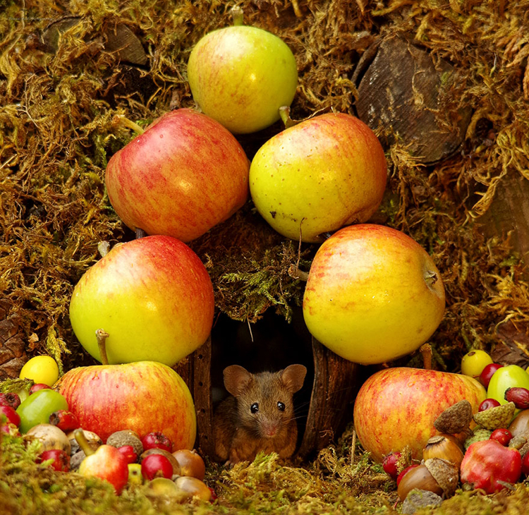 Fur Die Mause In Seinem Garten Baute Ein Fotograf Einen Minidorf