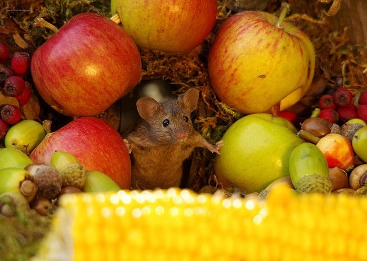 Tierfotografie Maus im Garten Äpfel Beeren Mais Eicheln