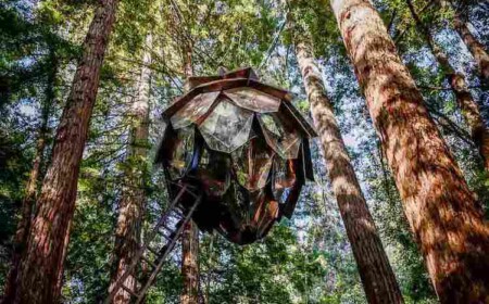 baumhaus aus holz stahl glas kiefernzapfen form 360 grad blick walddach leiter holzsteg