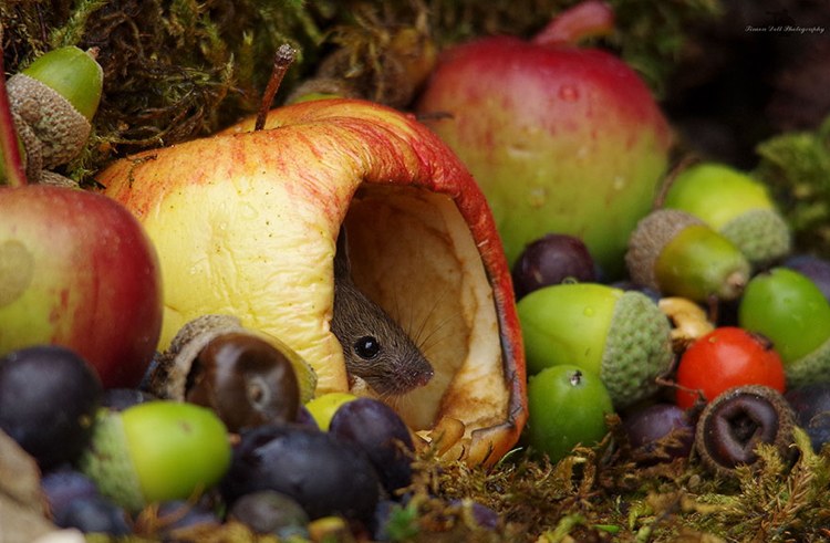 kleine Maus in einem Apfel versteckt