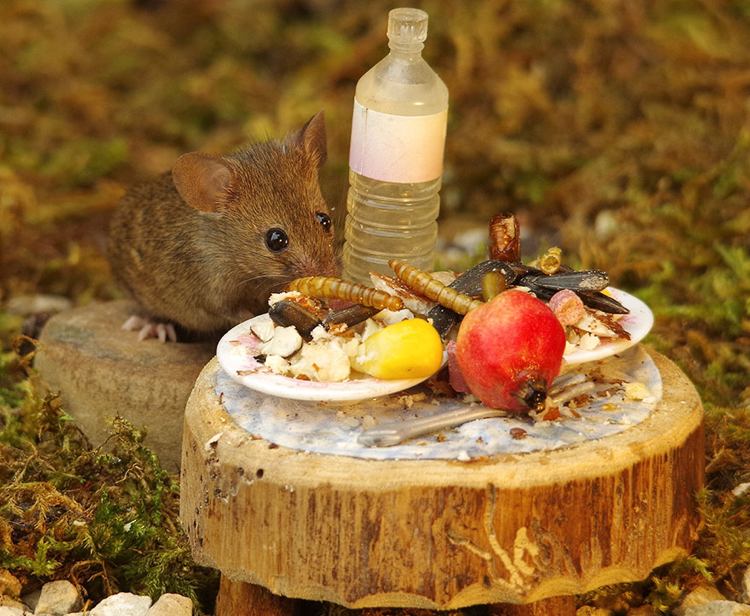 kleine Maus sitzt am Tisch Nahrung wird in Mini Tellern serviert