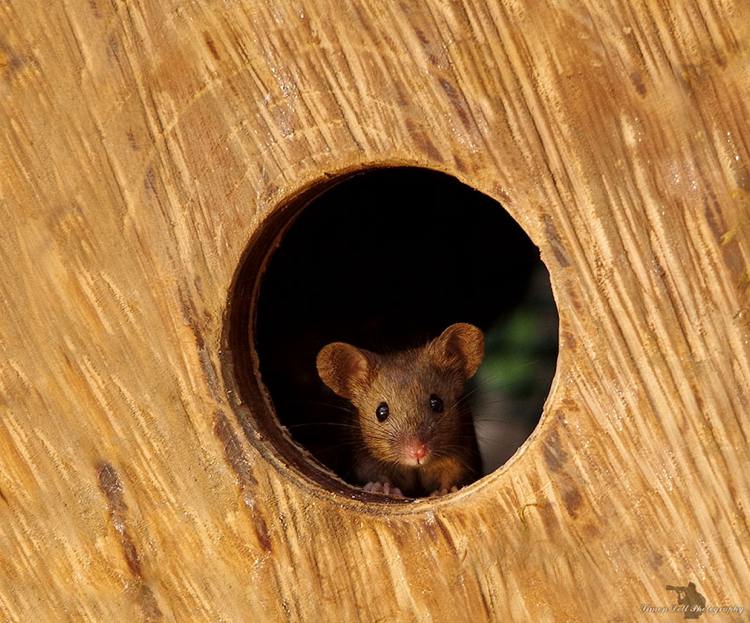 neugierige Maus guckt aus einem Holzhaus