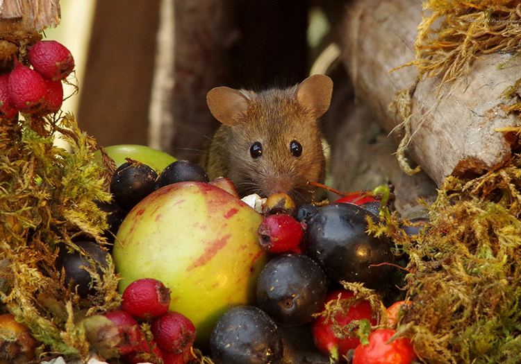 niedliche Maus frisst Trauben Äpfel und Beeren