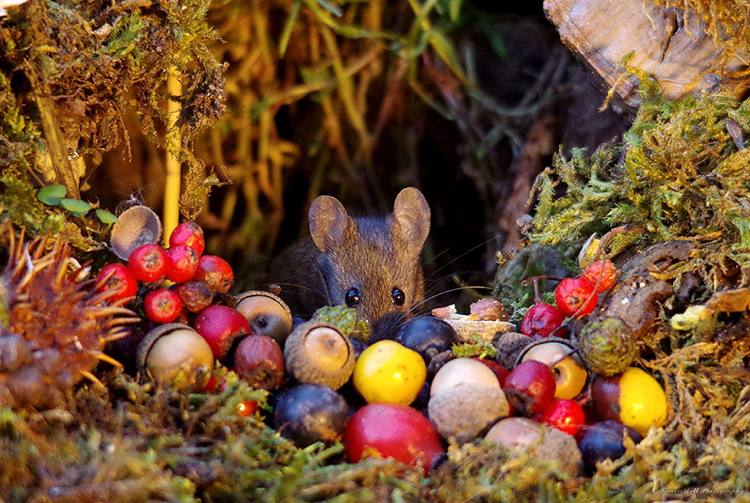 niedliche Maus im Herbst zwischen Beeren und Eicheln versteckt
