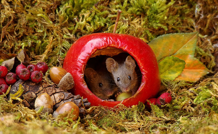 Fur Die Mause In Seinem Garten Baute Ein Fotograf Einen Minidorf