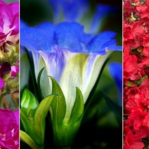 Blumenarten Liste Freesie in Rot Enzian in Blau und Azalee in Pink