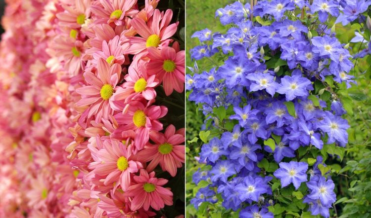 Blumenarten Liste mit Tipps zur Pflege Chrysantheme und Clematis