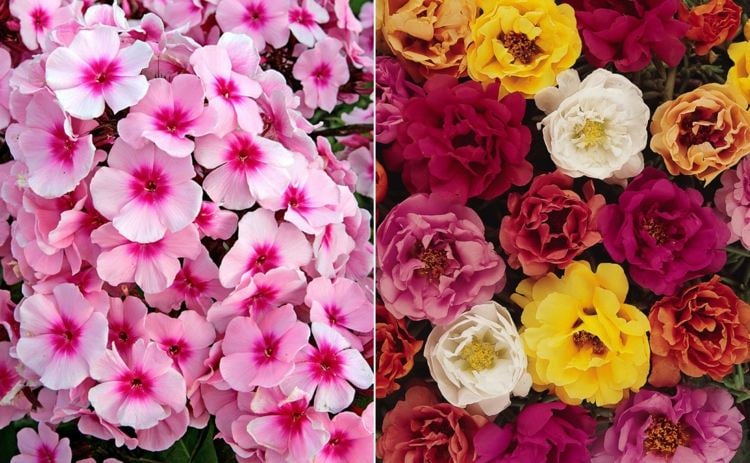 Blumenarten von A-Z mit Bild Phlox in Rosa und Portulakröschen
