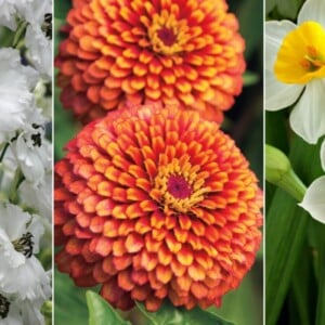 Blumenarten von A-Z mit Bild Rittersporn in Weiß Zinnie in Orange und weiße Osterglocke