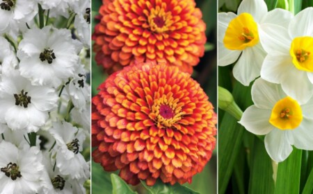 Blumenarten von A-Z mit Bild Rittersporn in Weiß Zinnie in Orange und weiße Osterglocke