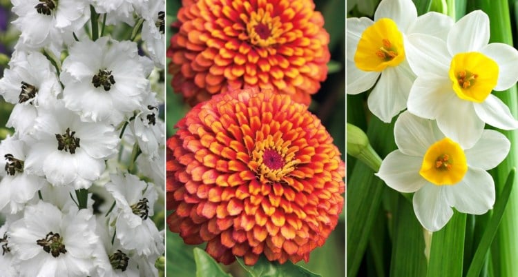 Blumenarten von A-Z mit Bild Rittersporn in Weiß Zinnie in Orange und weiße Osterglocke