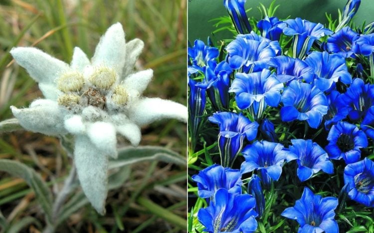 Blumenarten Übersicht mit Edelweiß für den Garten und blauer Enzian