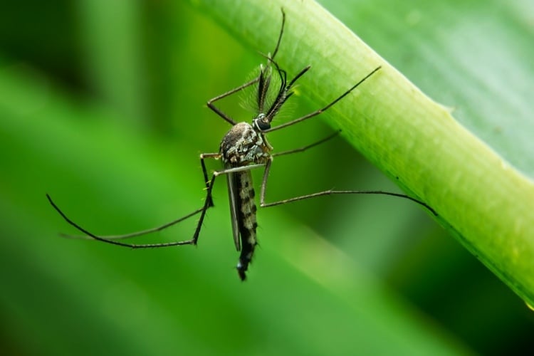 Hausmittel gegen Mückenstiche Tipps Tricks Juckreiz lindern