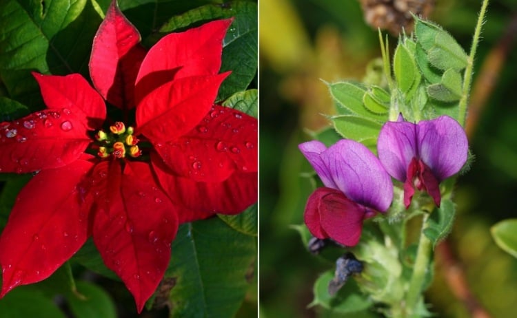 Ideen von A bis Z Weihnachtsstern als Winterblüher und Wicke Duftwicke in Rosa