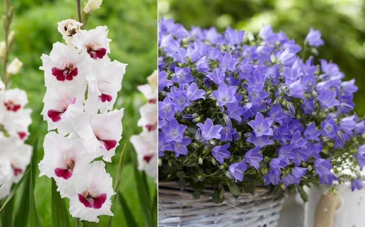 Listen mit schönen Gartenblumen und Topfpflanzen Gladiole und Glockenblume
